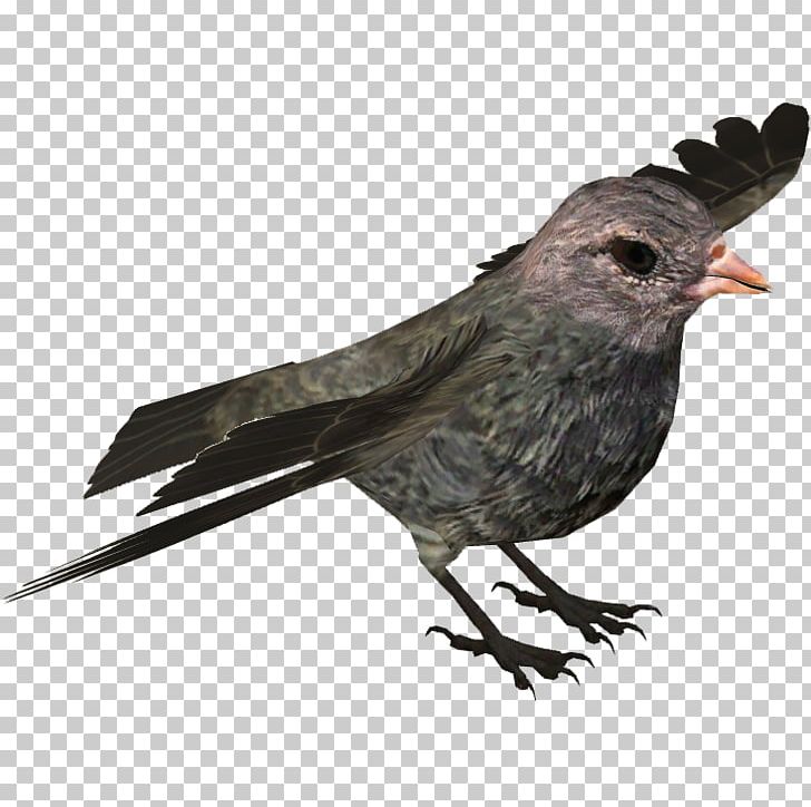 American Crow Bird Finch Passerine Chatham Islands PNG, Clipart, American Crow, American Sparrows, Animal, Animals, Archipelago Free PNG Download