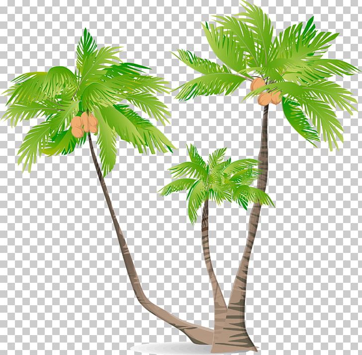 Arecaceae Green Coconut Illustration PNG, Clipart, Arecales, Balloon Cartoon, Cartoon, Cartoon Couple, Cartoon Eyes Free PNG Download