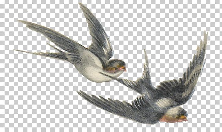 Bird Swallow PNG, Clipart, Animal, Animals, Antique, Art, Beak Free PNG Download
