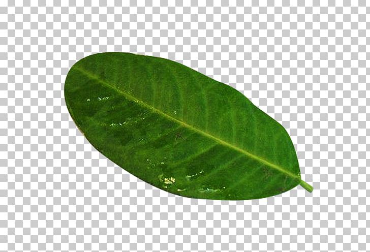 Leaf Green Plant Pathology PNG, Clipart, Autumn Leaf, Fruit Nut, Green, Green Leaf, Green Plant Free PNG Download