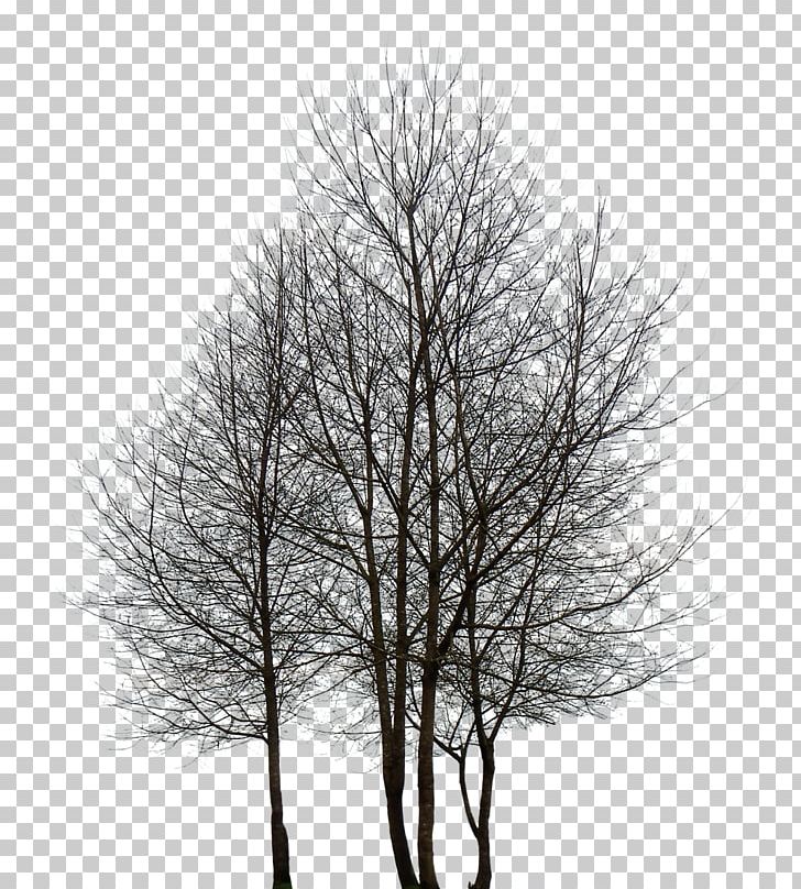 Tree PNG, Clipart, Black And White, Black Locust, Branch, Broadleaved Tree, Desktop Wallpaper Free PNG Download