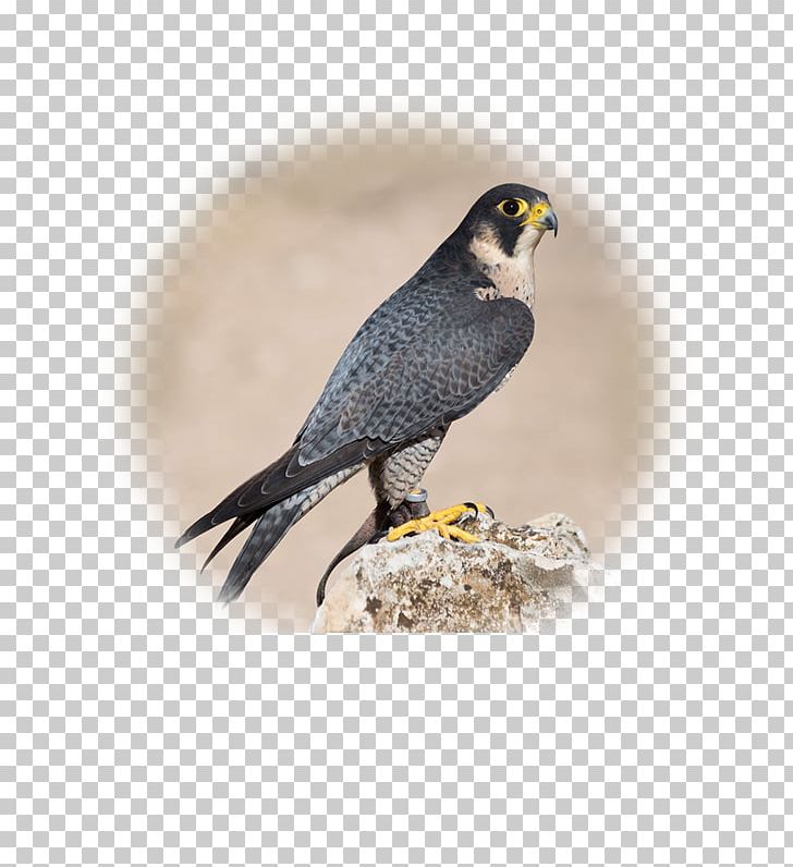 Bird Of Prey Peregrine Falcon Animal Png Clipart All About