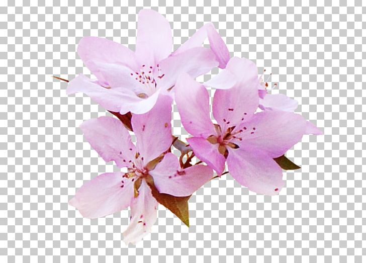 Flower PNG, Clipart, Blossom, Branch, Cherry Blossom, Desktop Wallpaper, Digital Image Free PNG Download