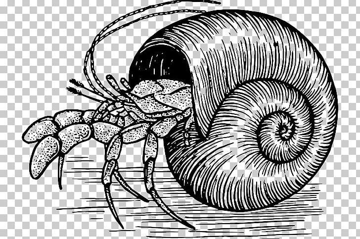 Hermit Crab Decapoda PNG, Clipart, Animal, Arthropod, Black And White, Crab, Decapoda Free PNG Download