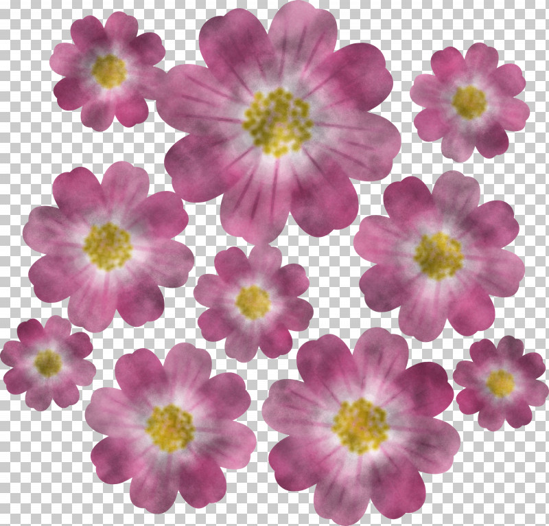 Flower Petal Plant Pink Japanese Anemone PNG, Clipart, Anemone, Annual Plant, Cosmos, Cut Flowers, Daisy Family Free PNG Download