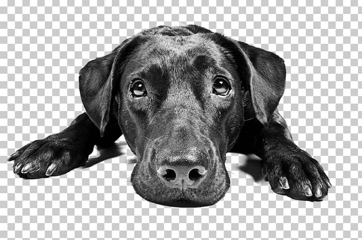 Labrador Retriever Puppy Beagle Veterinarian Dog Breed PNG, Clipart, Anal Gland, Animal, Animals, Assistance Dog, Black And White Free PNG Download