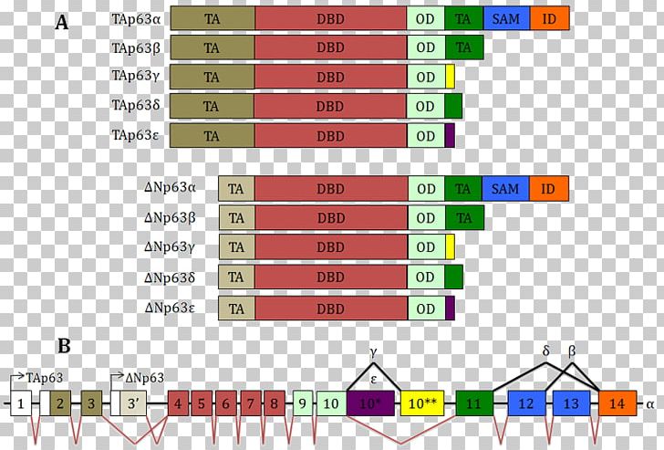 TP63 Gene Alternative Splicing RNA Splicing Protein PNG, Clipart, Alternative Splicing, Angle, Area, Diagram, Elevation Free PNG Download