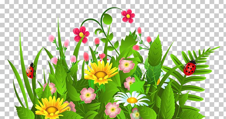 Flower PNG, Clipart, Computer Wallpaper, Cut Flowers, Daisy, Daisy Family, Download Free PNG Download