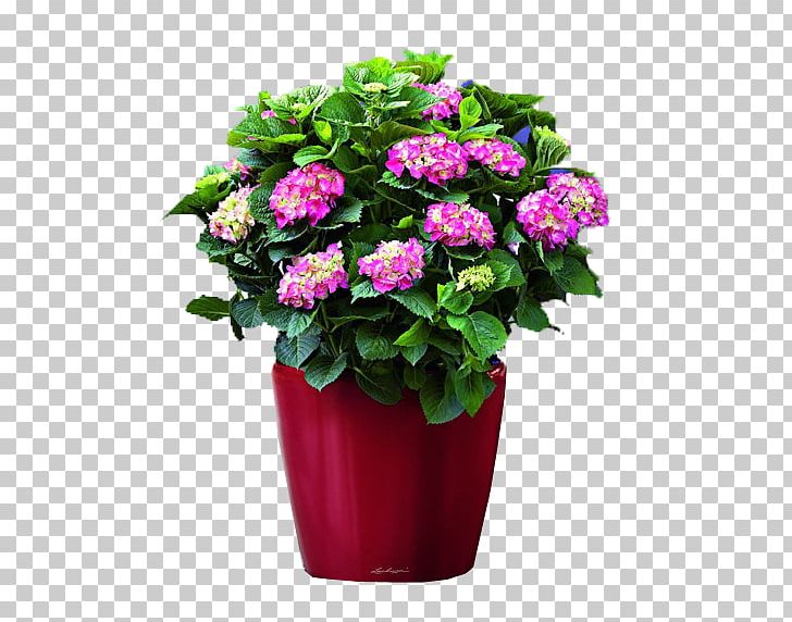 Hydrangea Flowerpot Houseplant Green PNG, Clipart, Annual Plant, Business, Cornales, Cut Flowers, Flower Free PNG Download