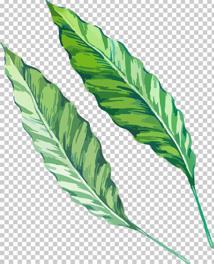 Leaf Watercolor Painting Drawing Green PNG, Clipart, Cartoon, Color, Download, Drawing, Green Free PNG Download