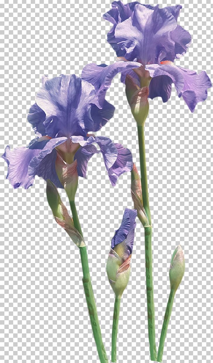 Flower Irises Common Poppy PNG, Clipart, Blog, Common Poppy, Cut Flowers, Drawing, Flower Free PNG Download