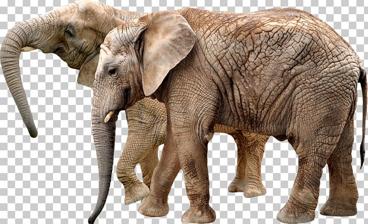 Okapi African Bush Elephant Giraffe Centre Rhinoceros PNG, Clipart, African Elephant, African Wild Dog, Animals, Depositphotos, Elephant Free PNG Download