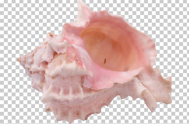 Seashell Mollusc Shell Snail PNG, Clipart, Animal, Animal Fat, Animal Product, Blog, Cartoon Free PNG Download