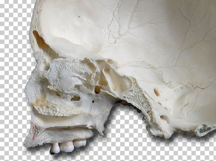 Skull PNG, Clipart, Axial Skeleton, Bone, Fantasy, Jaw, Skull Free PNG Download