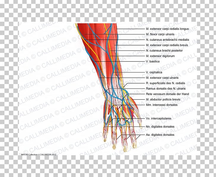 Finger Nerve Blood Vessel Human Anatomy Hand PNG, Clipart, Anatomy, Angle, Area, Arm, Blood Vessel Free PNG Download