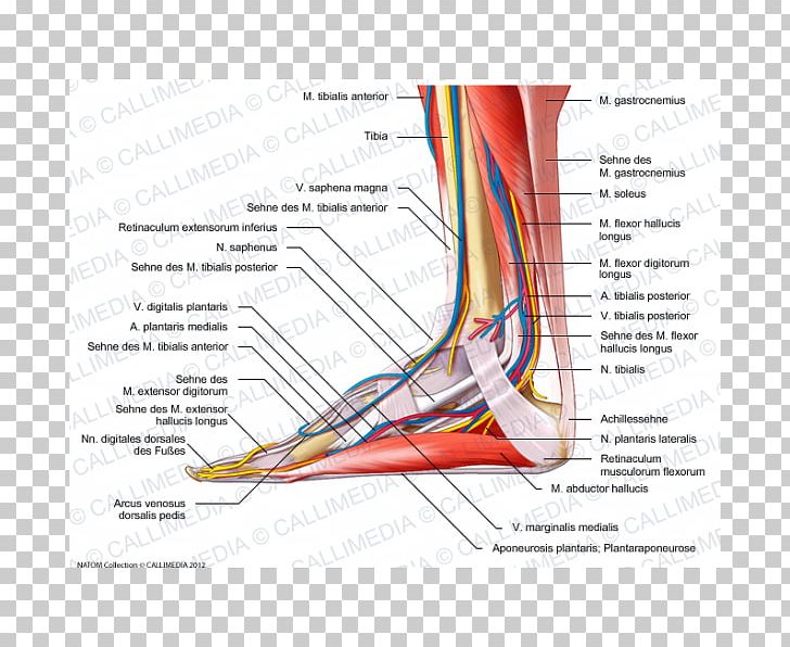 Muscle Nerve Muscular System Foot Human Anatomy PNG, Clipart, Anatomy, Angle, Arm, Blood Vessel, Circulatory System Free PNG Download