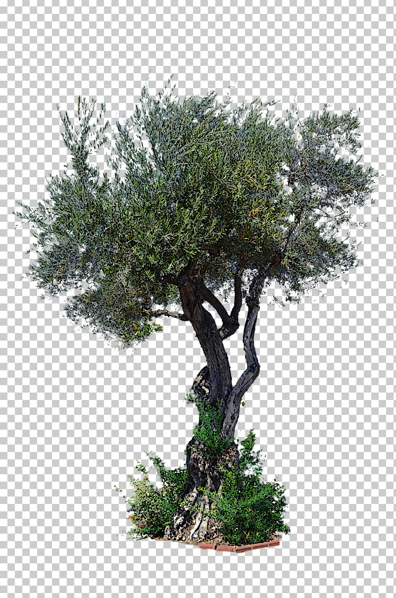 Tree Plant Woody Plant Flower Houseplant PNG, Clipart, California Live Oak, Evergreen, Flower, Houseplant, Landscape Free PNG Download