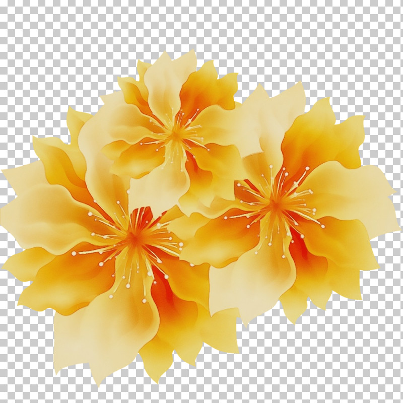 Hibiscus Mallows Floristry Cut Flowers Petal PNG, Clipart, Cut Flowers, Floristry, Flower, Hibiscus, Mallow Free PNG Download