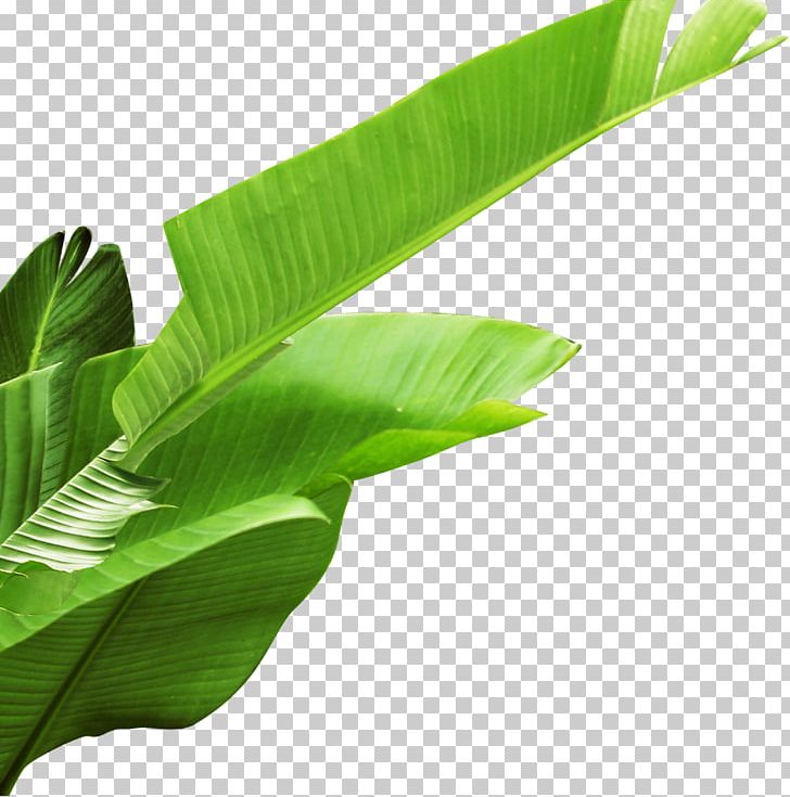 Banana Leaf PNG, Clipart, Autumn Leaves, Banana, Computer Software, Download, Encapsulated Postscript Free PNG Download