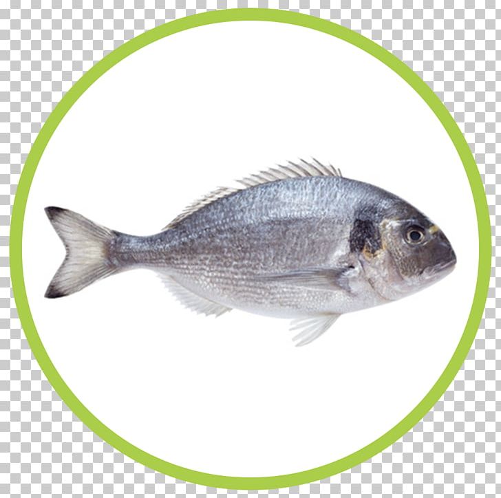 Fish Gilt-head Bream Seafood PNG, Clipart, Animals, Bass, Beyaz Zemin, Bream, Common Pandora Free PNG Download