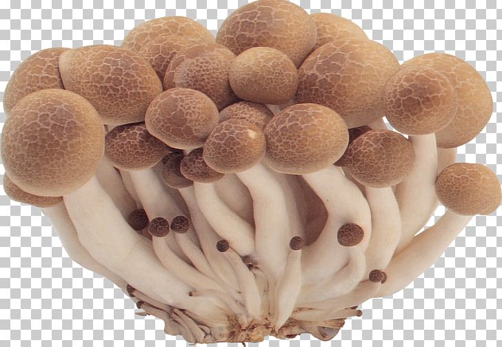 Common Mushroom Fungus PNG, Clipart, Common Mushroom, Computer Icons, Download, Edible Mushroom, Free Free PNG Download