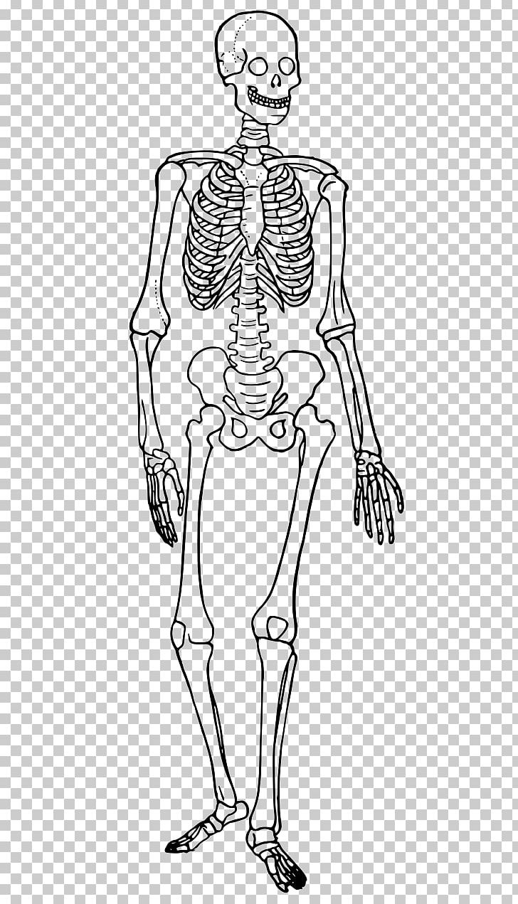 Human Skeleton Human Body Diagram Bone PNG, Clipart, Anatomy, Arm, Biology,  Cartoon, Fashion Illustration Free PNG