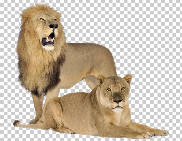 Lion Cubs Tiger Cat White Lion PNG, Clipart, Animal, Animals, Big Cats, Carnivoran, Cat Free PNG Download