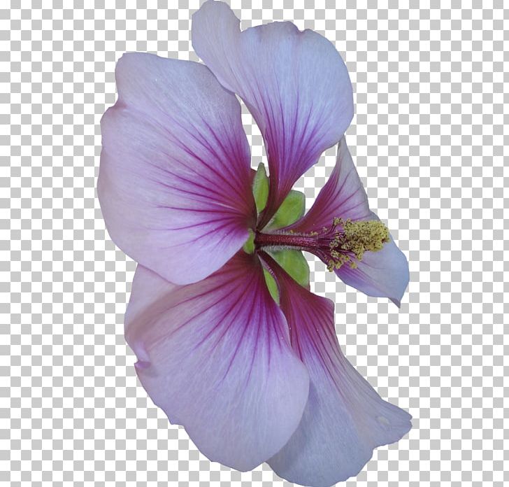 Common Hibiscus Shoeblackplant Roselle Flower PNG, Clipart, Common Hibiscus, Designer, Download, Flower, Flowering Plant Free PNG Download