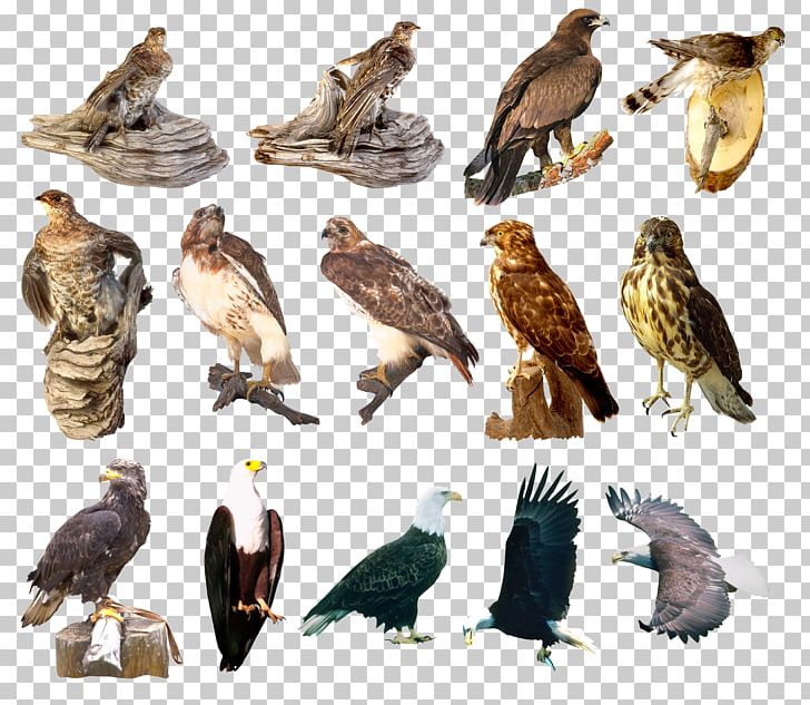 Animal Bird of Prey Eagle Hawk Kite Falcon Owl Vulture Characters Cartoon  Vector Stock Vector - Illustration of barred, harrier: 271301789