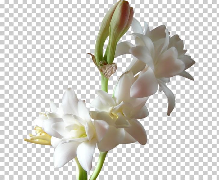Perfume Essential Oil Scentsy Tuberose Flower PNG, Clipart, Aroma Compound, Candle, Christmas Decoration, Decorative, Floral Free PNG Download