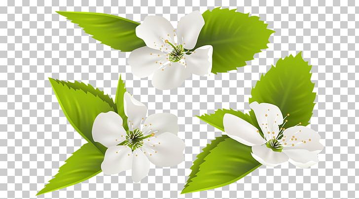 Blossom Flower PNG, Clipart, Arabian Jasmine, Blossom, Branch, Clip Art, Copying Free PNG Download