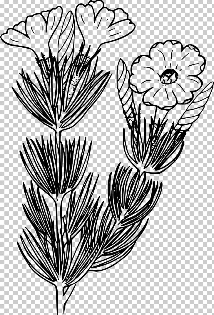 Line Art Drawing Flower PNG, Clipart, Art, Arum, Black And White, Branch, Drawing Free PNG Download