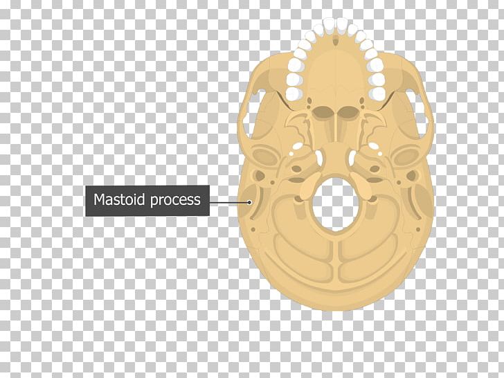 Mastoid Part Of The Temporal Bone Mastoid Process Anatomy PNG, Clipart, Anatomy, Bone, Ear Hole, Hardware Accessory, Human Body Free PNG Download