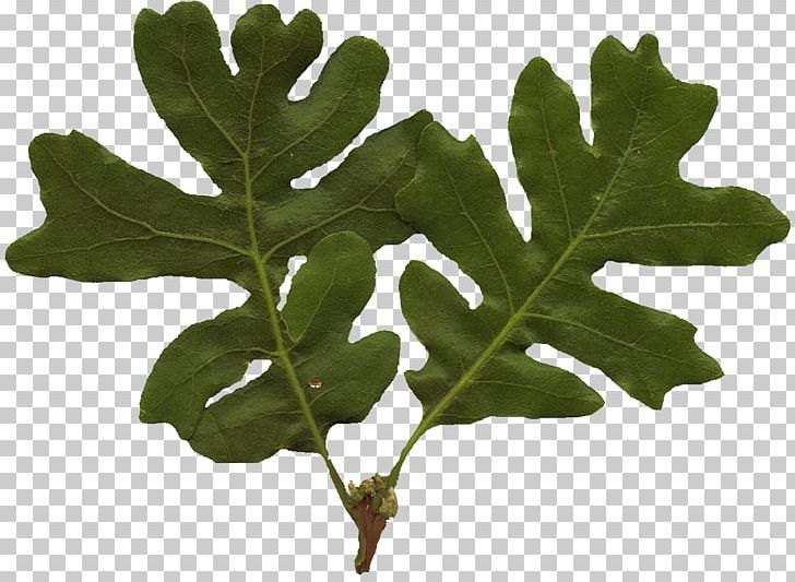 Leaf Tree White Oak Plant Stem PNG, Clipart, Alpha Channel, Alpha Compositing, Birch, Leaf, Leaf Texture Free PNG Download
