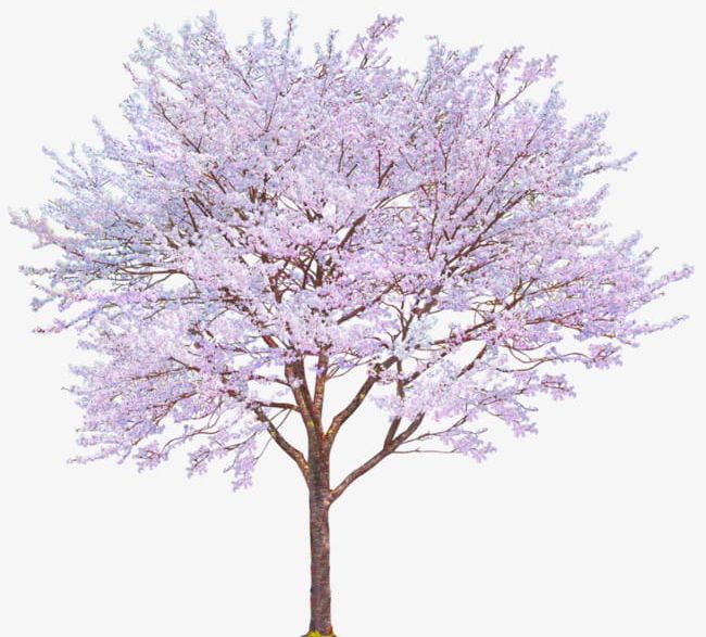 Pink Cherry Tree Cherry Decoration Pattern PNG, Clipart, Blossoms, Cherry, Cherry Blossoms, Cherry Clipart, Cherry Tree Free PNG Download