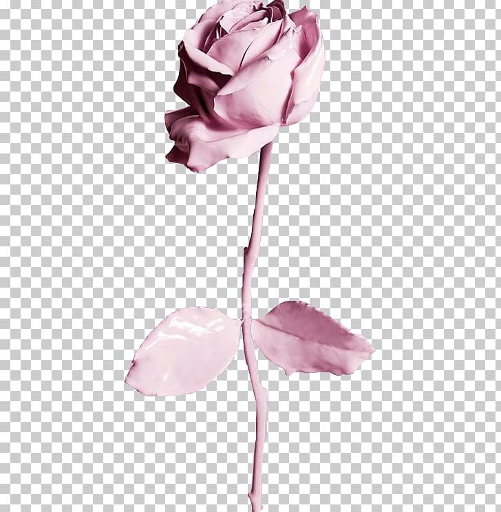 Desktop IPhone 6 Best Roses PNG, Clipart, Best, Best Roses, Blue, Blush, Cut Flowers Free PNG Download