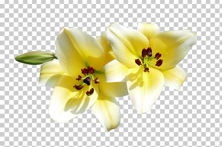 Hemerocallis Lilioasphodelus Lilium Flower Photography PNG, Clipart, Cut Flowers, Daylily, Flower, Flower Bouquet, Flowering Plant Free PNG Download