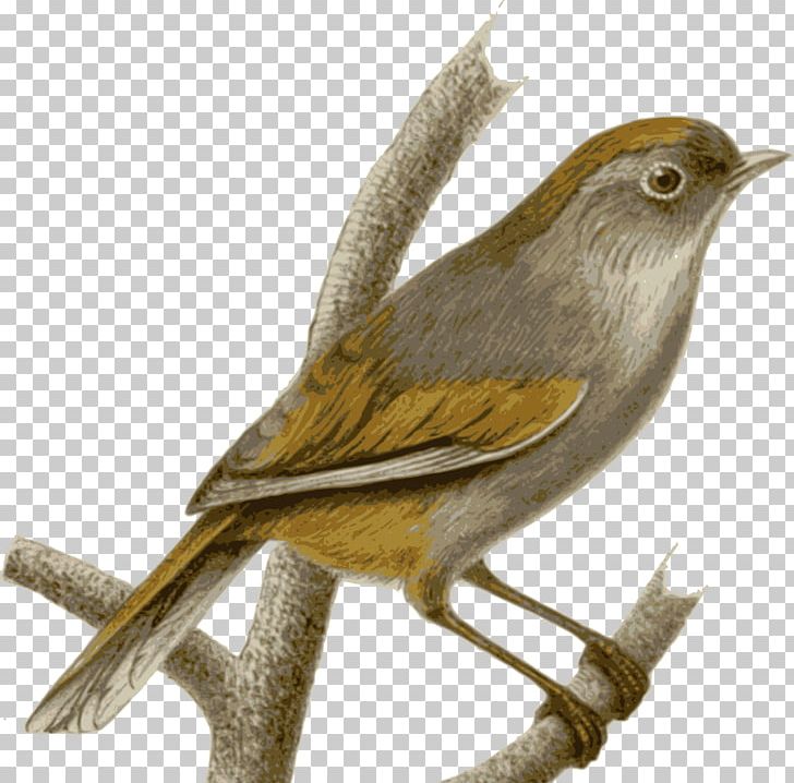 Sparrow Bird Spectacled Fulvetta Common Nightingale PNG, Clipart, Animals, Beak, Bird, Chickadee, Common Nightingale Free PNG Download