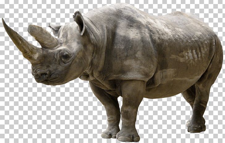 White Rhinoceros PNG, Clipart, Animal, Animals, Black Rhinoceros, Clip Art, Computer Icons Free PNG Download