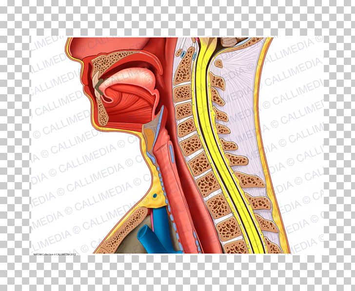 Anatomy Neck Sagittal Plane Lateral Coronal Plane PNG, Clipart, Anatomy, Arm, Blood Vessel, Coronal Plane, Ear Free PNG Download