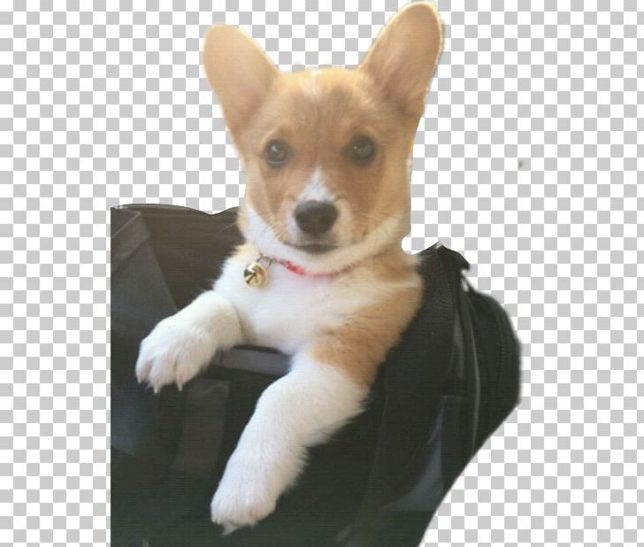 Cardigan Welsh Corgi Pembroke Welsh Corgi Puppy Corgi-Chihuahua Cockapoo PNG, Clipart, Animal, Aphmau, Breed, Cardigan Welsh Corgi, Carnivoran Free PNG Download