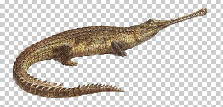 Velociraptor Gharial Crocodiles Terrestrial Animal PNG, Clipart, Animal, Animal Figure, Atlas, Crocodiles, Crocodilia Free PNG Download