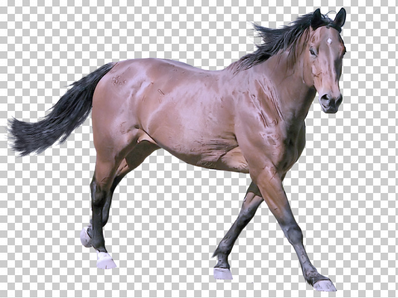 Horse Animal Figure Stallion Mane Mare PNG, Clipart, Animal Figure, Horse, Liver, Mane, Mare Free PNG Download
