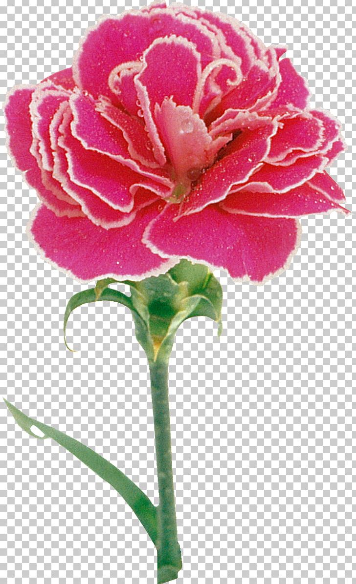 Carnation Pink Painting Flower Rose PNG, Clipart, Carnation, Cut Flowers, Dianthus, Flower, Flowering Plant Free PNG Download
