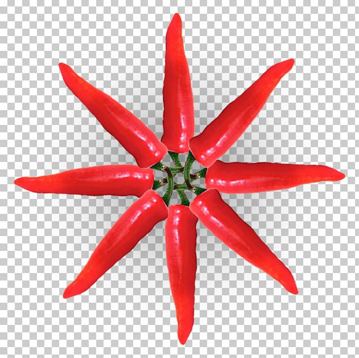 Drawing Christmas Star Paper Color PNG, Clipart, Art, Bell Peppers And Chili Peppers, Birds Eye Chili, Cayenne Pepper, Chili Pepper Free PNG Download