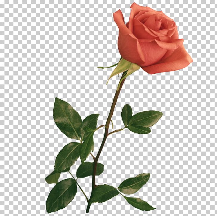 Garden Roses Flower Pink PNG, Clipart, Background Elements, Blume, Color, Digital Image, Flower Free PNG Download