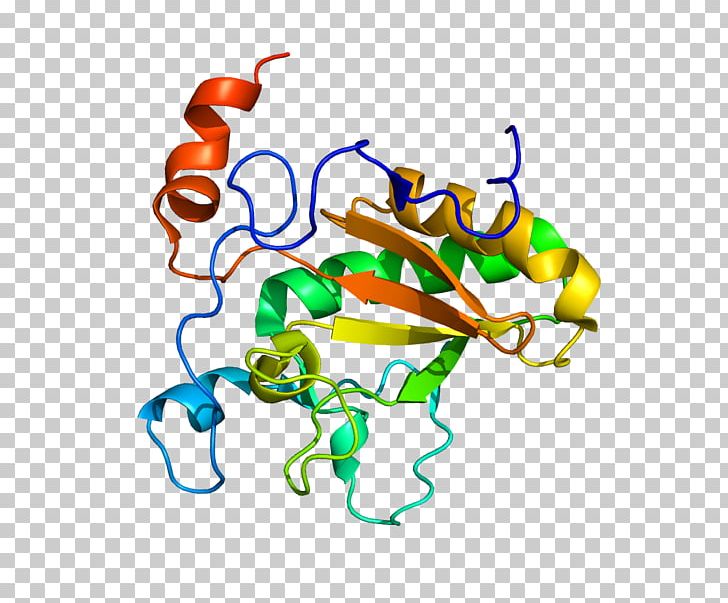 Patched Hedgehog Signaling Pathway Desert Hedgehog Sonic Hedgehog PNG ...