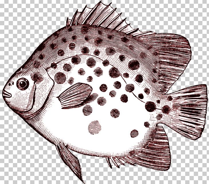 Scatophagus Argus Fish PNG, Clipart, Animals, Download, Email, Fauna, Fish Free PNG Download