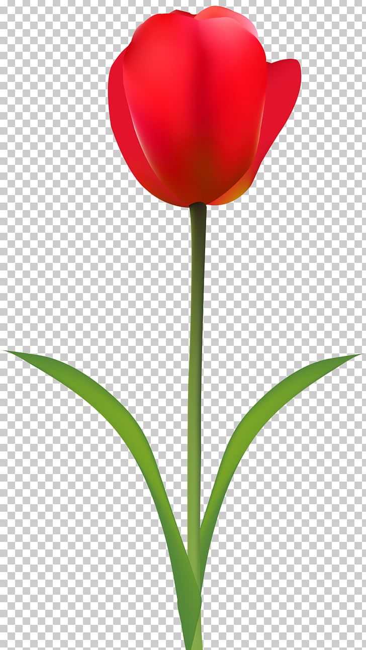 Tulip Red Desktop Flower PNG, Clipart, Clip Art, Cut Flowers, Desktop Wallpaper, Drawing, Flower Free PNG Download