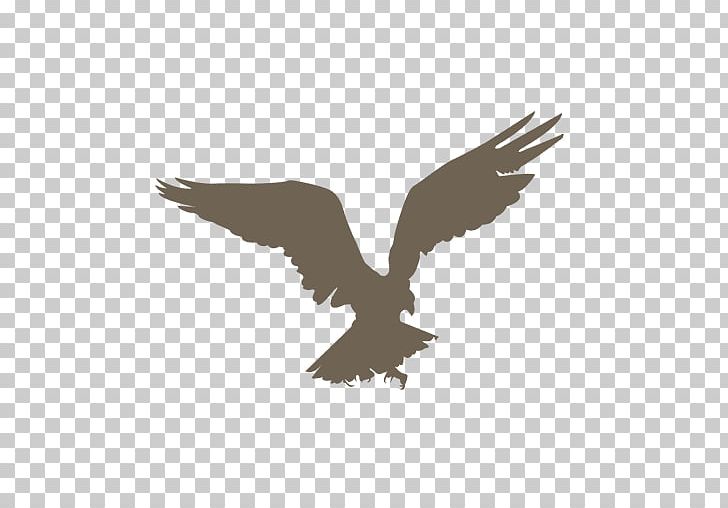 Bird Silhouette Drawing PNG, Clipart, Animals, Beak, Bird, Bird Of Prey, Drawing Free PNG Download